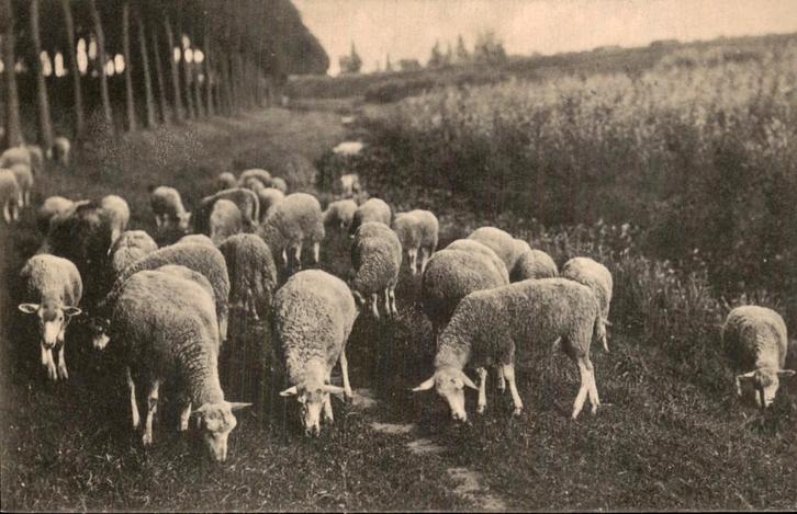 Dubbeldam bij Dordrecht, Verzamelen, Ansichtkaarten | Nederland, Ongelopen, Zuid-Holland, Voor 1920, Ophalen of Verzenden
