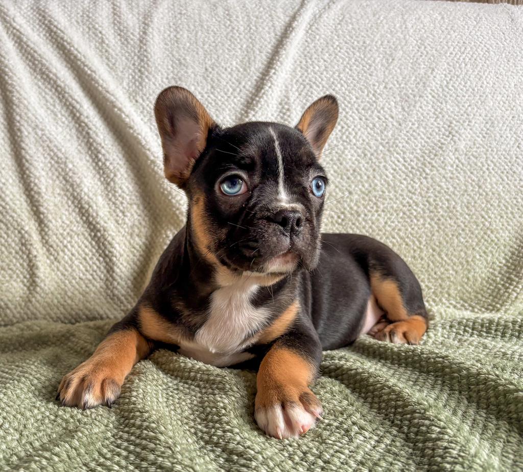 Franse bulldog pups met blauwe ogen, Parvo, 8 tot 15 weken, Bulldog, Meerdere