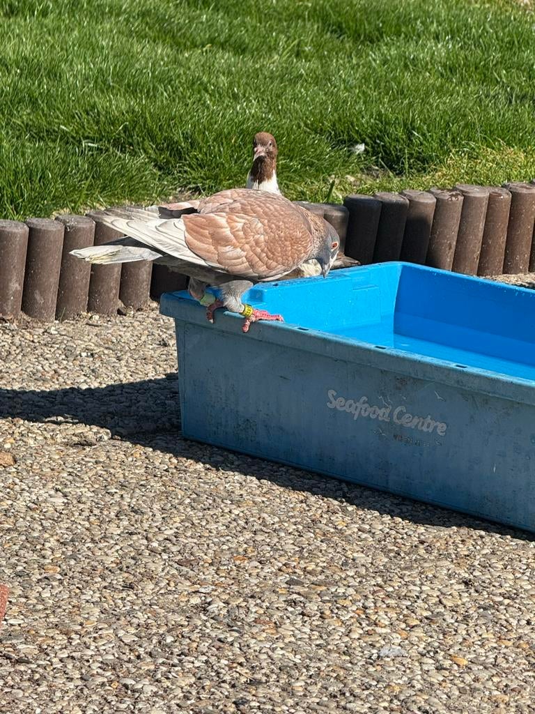 kleurpostduiven, Dieren en Toebehoren, Vogels | Duiven, Mannelijk, Postduif