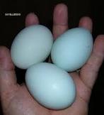 Araucana hennen kriel, Dieren en Toebehoren, Vrouwelijk, Kip