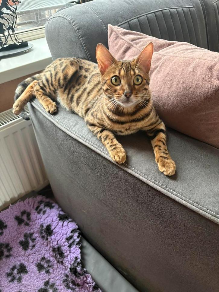 Stamboom bengaal poes  7 maand  met  fokrecht, Dieren en Toebehoren, Katten en Kittens | Overige Katten, Kortharig, Poes, 0 tot 2 jaar