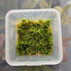Terrarium mos  'christmas moss' in 9x9 cm bakje, Ophalen of Verzenden, Tak, Plant, Rots of Steen
