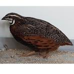 GEZOCHT: koppel harlekijnkwartels. (In het noorden), Dieren en Toebehoren, Vogels | Overige Vogels, Meerdere dieren