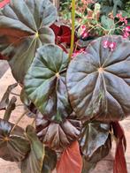 Begonia Red Fred XXL p14 (2)