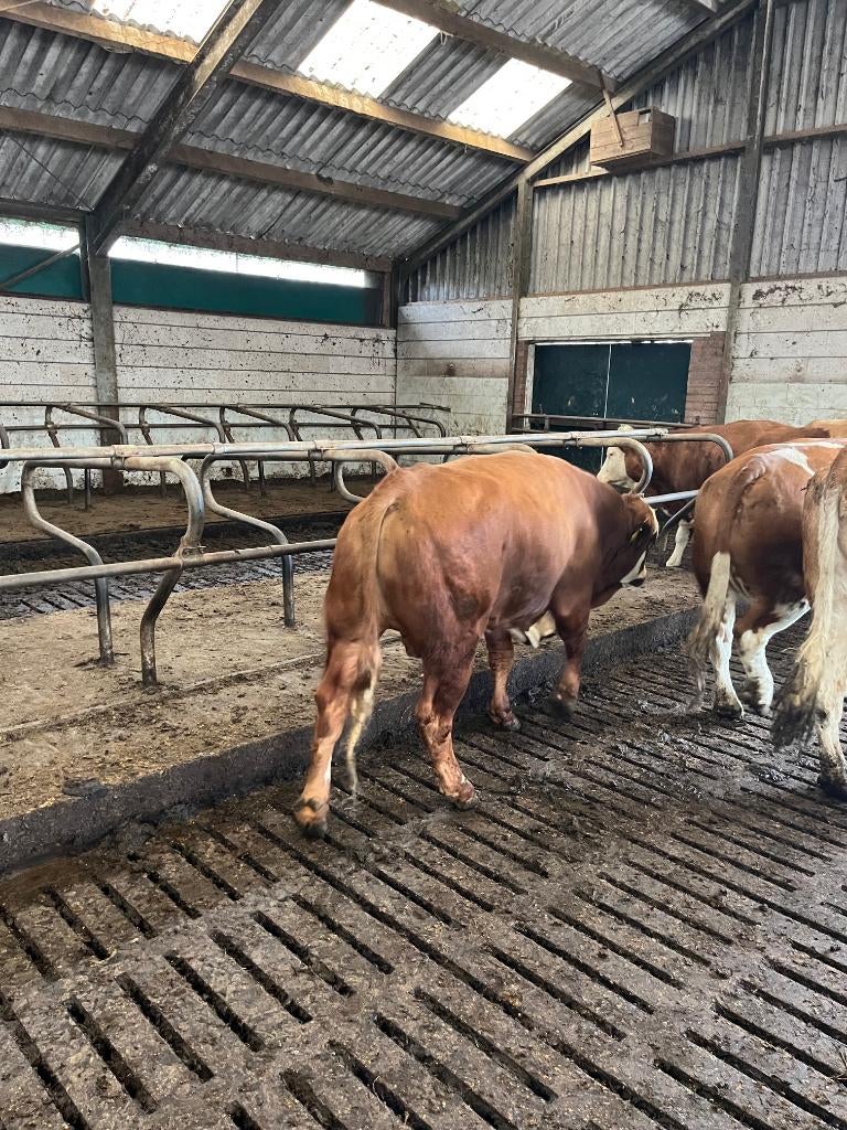 runderen, Dieren en Toebehoren, Mannelijk, 0 tot 2 jaar