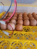 Broedservice voor ALLE vogels en pluimvee!, Dieren en Toebehoren, Pluimvee