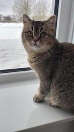 Britse korthaar tabby brown poes, Poes