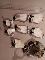 IJstijd kameel siberie camelus knoblochi fossiel tand kies, Verzenden, Fossiel