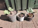 3 rabarber planten, Ophalen, Overige soorten, Volle zon