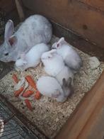 Te koop 6 jonge konijnen  mogen over 4 week weg, Dieren en Toebehoren, Konijnen, Meerdere dieren, Groot