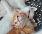 4 mooie kittens, Dieren en Toebehoren, Katten en Kittens | Overige Katten, Meerdere dieren