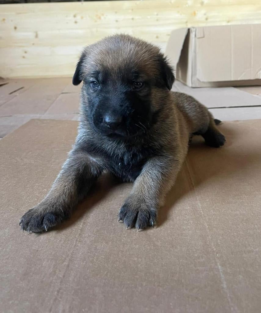 Kruising Mechelse herder /Duitse herder, Dieren en Toebehoren, Reu, 8 tot 15 weken, Meerdere, Herder