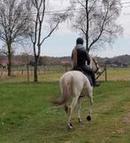 Braaf familie beginners paard., Dieren en Toebehoren, Paarden, Merrie, Met stamboom, M, 11 jaar of ouder