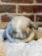 Prachtige Minilop konijntjes -> eventueel met stamboom, Dieren en Toebehoren, Konijnen, Meerdere dieren, Dwerg, Hangoor, 0 tot 2 jaar