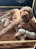 Australian Labradoodle puppy's, Parvo, Overige rassen, 8 tot 15 weken, Meerdere