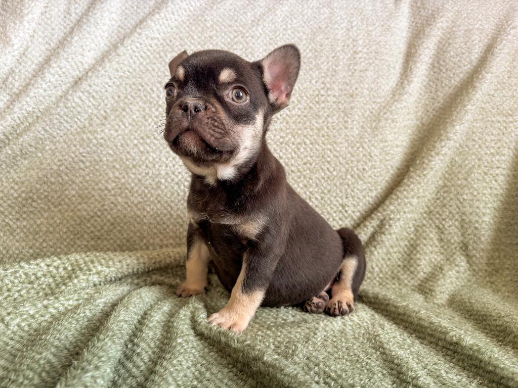 Franse bulldog pups choco and tan, Parvo, 8 tot 15 weken, Bulldog, Meerdere