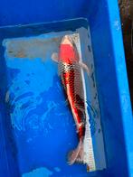 Koi karper - KUJAKU, Karper of Koi