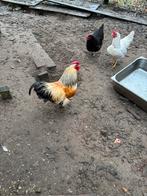 Wyandotte haan, Dieren en Toebehoren, Pluimvee, Mannelijk, Kip