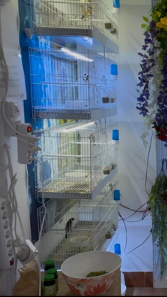 Italiaanse Broedkooien, Dieren en Toebehoren, Vogels | Hokken en Kooien, Zo goed als nieuw, Broedkooi of Kweekkooi, Metaal, Ophalen