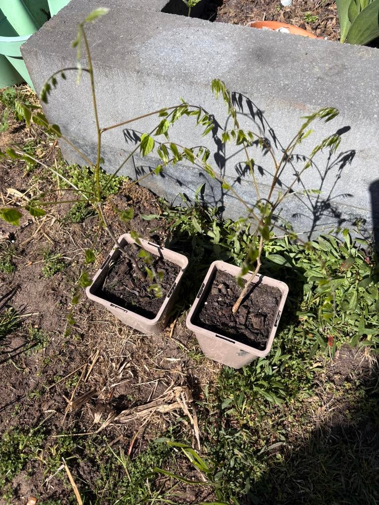 Blauwe regen wisteria plant, Ophalen, Eenjarig, Overige soorten, Volle zon