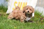 Maltipoo pup, België, 15 weken tot 1 jaar, Meerdere, Meerdere dieren