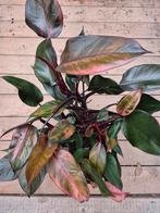 Philodendron Pink XXL p17 (6)