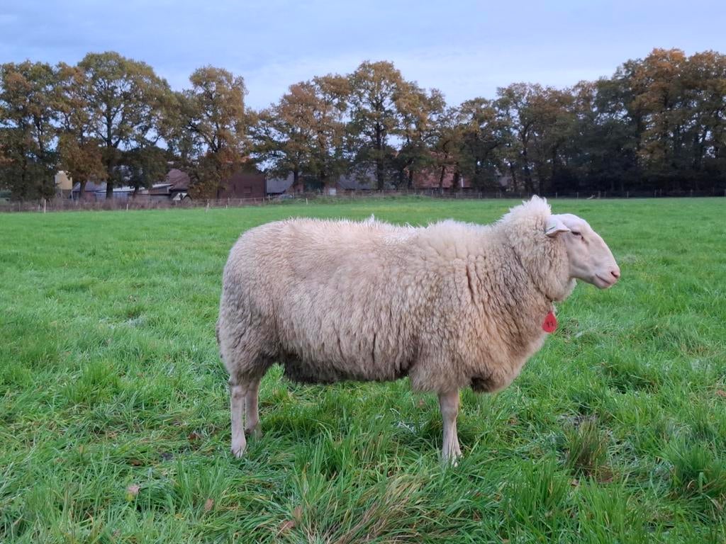 Twee Friese melkschapen met lammeren, Dieren en Toebehoren, Schapen, Geiten en Varkens, Schaap, Vrouwelijk, 0 tot 2 jaar