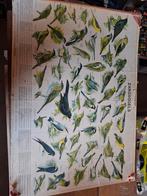 Vintage wandplaat zangvogels - Educatief en decoratief, Ophalen