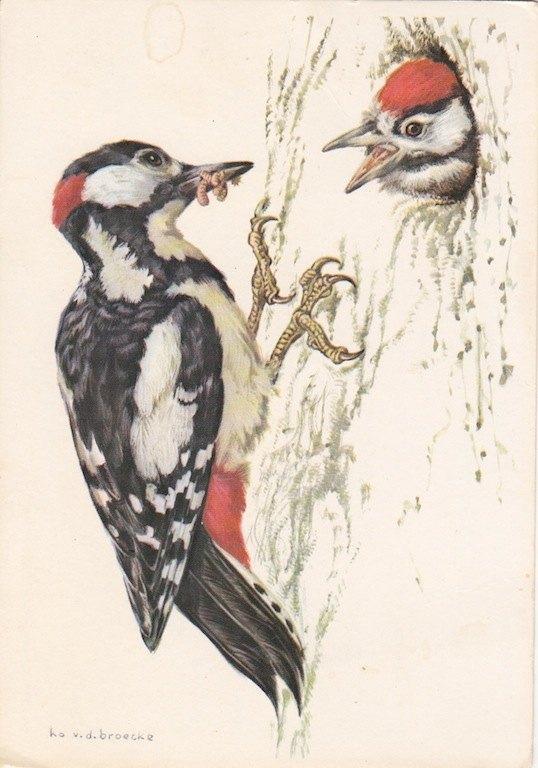 Specht "Voor het Kind", Verzenden, 1960 tot 1980, Gelopen, Overige thema's