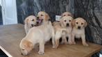 Hele knappe labrador pups te koop., Parvo, Nederland, 8 tot 15 weken, Labrador retriever