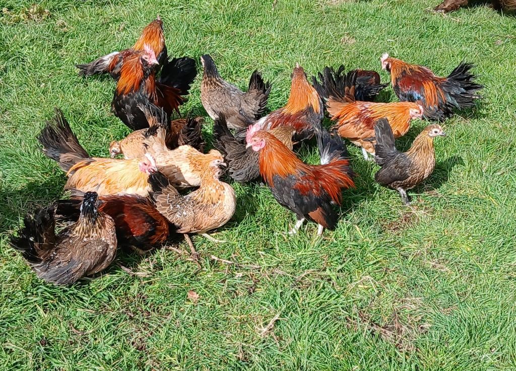 mooie krielkipjes uitgekomen op 21-11-2025, Meerdere dieren, Kip