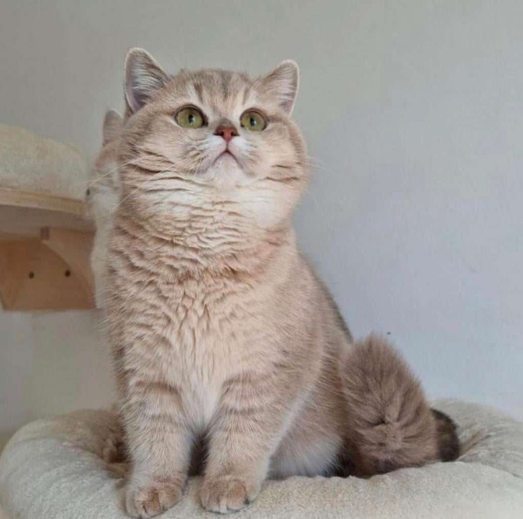 Prachtige Raszuivere Britse Korthaar poes, Dieren en Toebehoren, Poes, Met stamboom, 0 tot 2 jaar