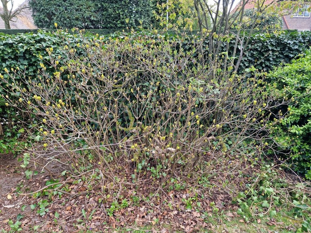 Gratis rododendron, Ophalen, Overige soorten, Struik, 100 tot 250 cm