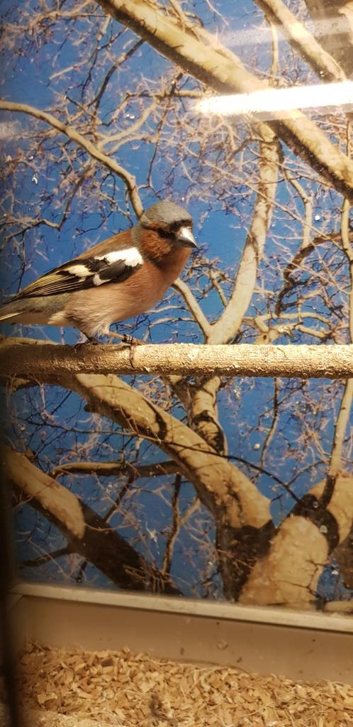 Koppel vinken, Dieren en Toebehoren, Meerdere dieren
