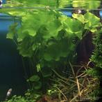 Nymphoides taiwan  stekken, Ophalen, Nieuw, Plant(en), Steen of Hout