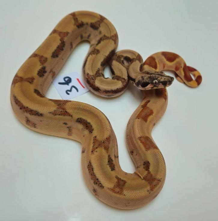 Boa 2025 diverse Hypo