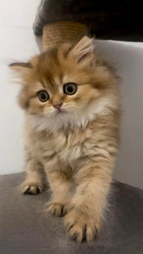 Britse langharige kittens, Dieren en Toebehoren, Meerdere dieren