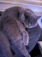 Brits korthaar, Poes