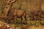 Europese bizon - Antieke Illustratie, Verzenden, Voor 1940, Gebruikt, Natuur