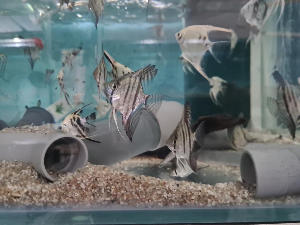 Zebra Maanvissen, Pterophyllum Scalare Zebra, Vis, Zoetwatervis