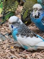 Standaard grasparkieten / Engelse parkieten, Meerdere dieren, Parkiet