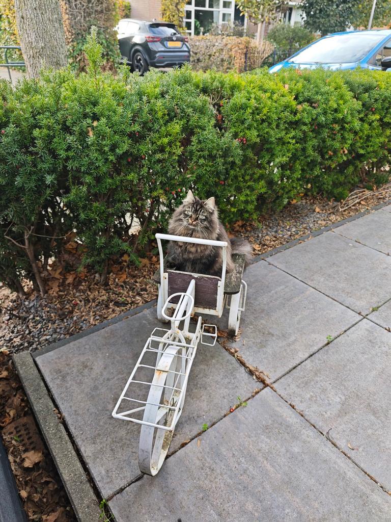 Siberische poes 1 jaar (zonder stamboom), Dieren en Toebehoren, Katten en Kittens | Raskatten | Langhaar, Poes, Gechipt, 0 tot 2 jaar