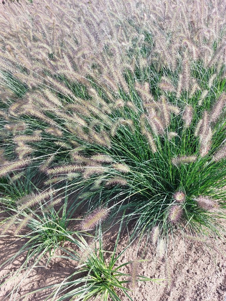 Lampepoetsersgras, Pennisetum alepecuroides 'Hameln', Tuin en Terras, Planten | Tuinplanten, Ophalen, Volle zon, Vaste plant, Siergrassen