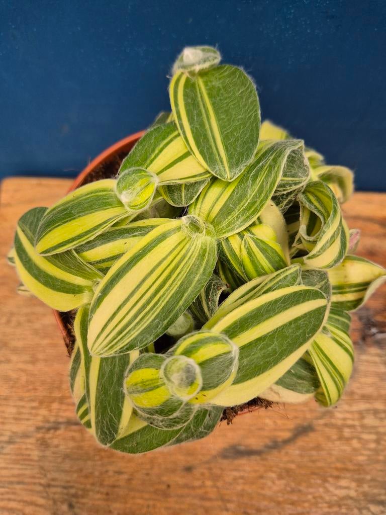 Tradescantia Silamontana Variegata p12 (2), Huis en Inrichting, Kamerplanten, Ophalen of Verzenden, Halfschaduw, Minder dan 100 cm