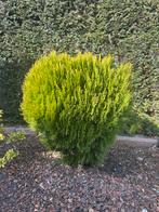 Gratis bol conifeer, Ophalen, Zo goed als nieuw, 20 m² of meer