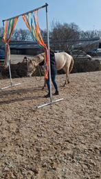Verwacht amber champagne veulen en 2 jonge pony’s Perlino!, Meerdere dieren, E pony (1.48m - 1.57m), Met stamboom, 0 tot 2 jaar