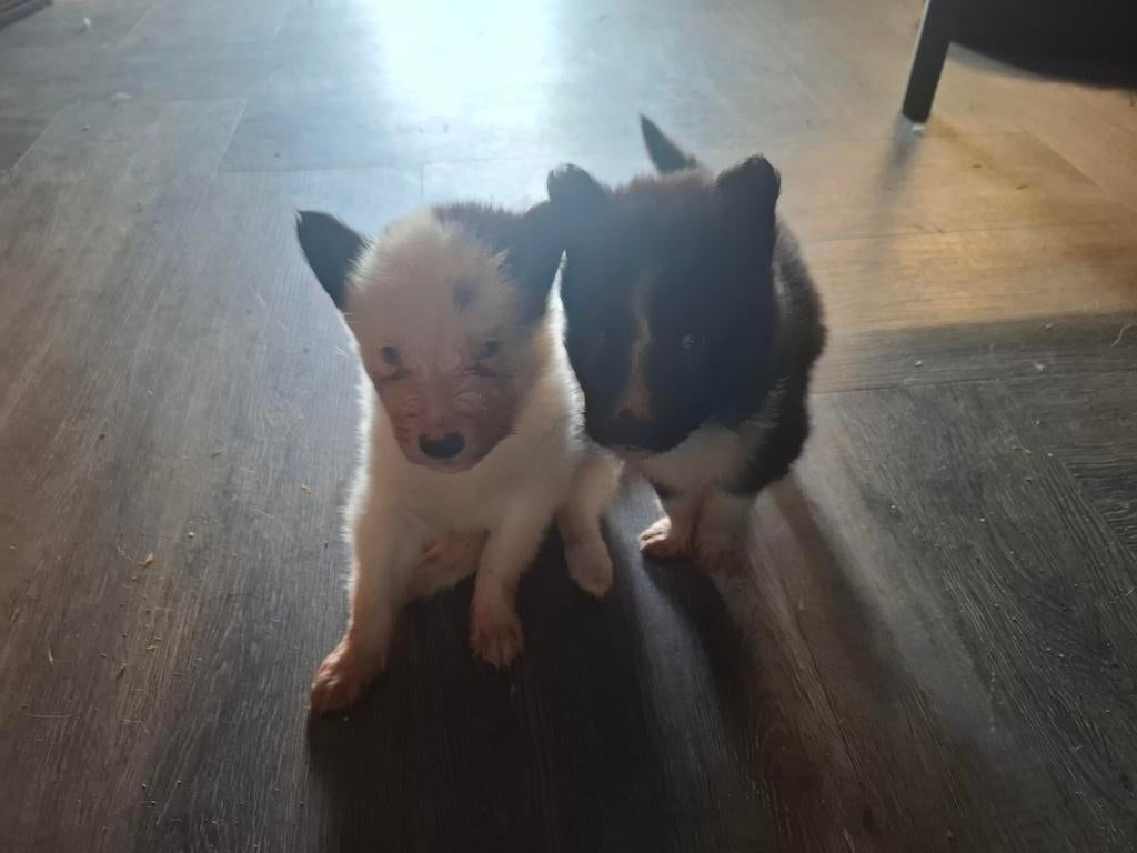 Prachtige Dutch laika pups.  Yakutian Laika, x Samojeed mix, Parvo, 8 tot 15 weken, Poolhond, Meerdere