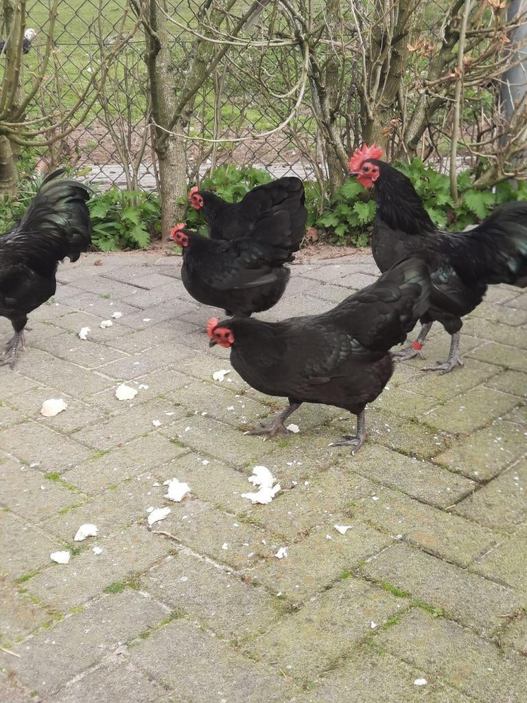 Australorp broedeieren  krielkippen zwart, Dieren en Toebehoren, Geslacht onbekend, Kip