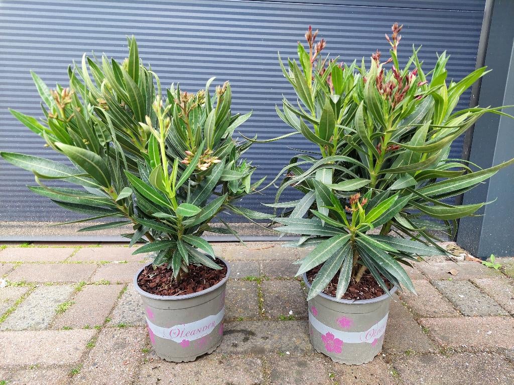 Nerium Oleander - Oleander (Zalm en rood/donkerroze) H:53cm., Volle zon, Vaste plant, Zomer, Ophalen