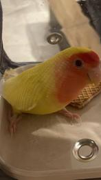 dwergpapagaai vrouwtje, Dieren en Toebehoren, Vrouwelijk, Dwergpapegaai of Agapornis